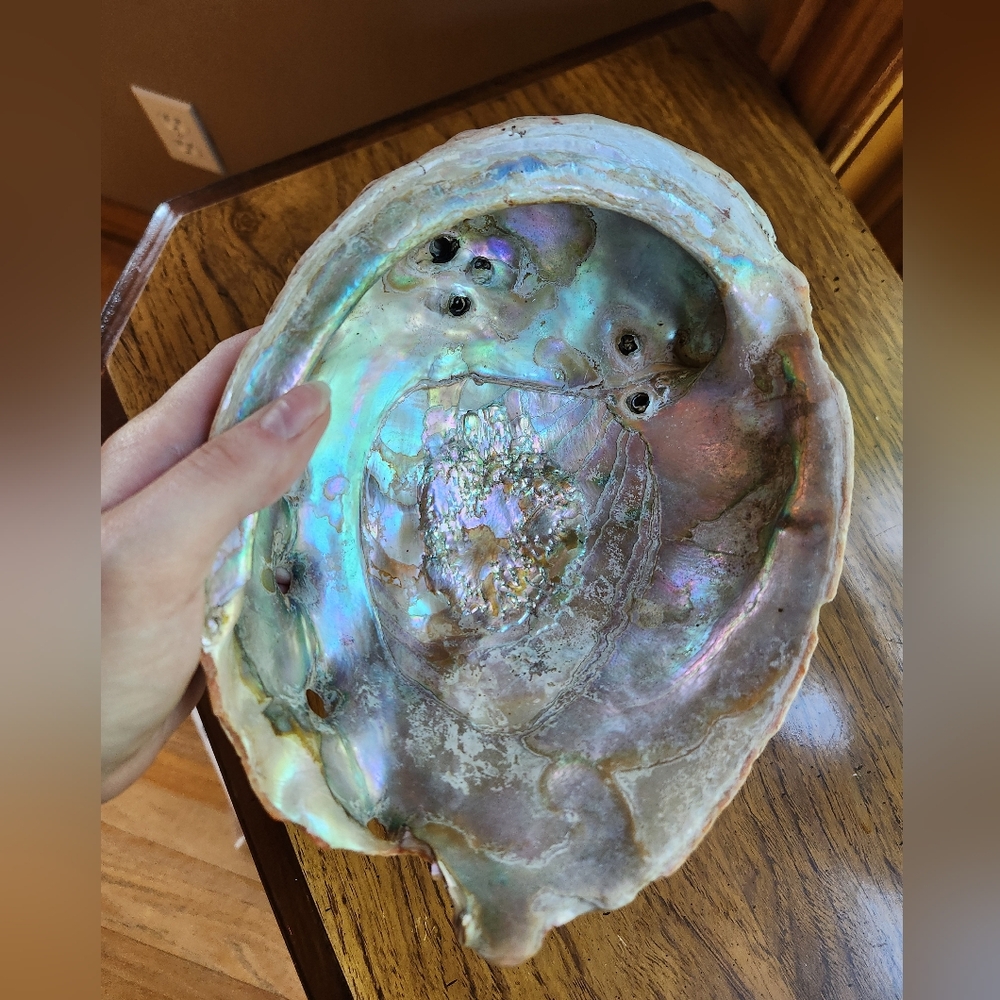 Jumbo Ocean Seashell Abalone Bowl Shell Dish Gorgeous reflective colors